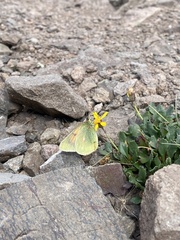 Colias meadii