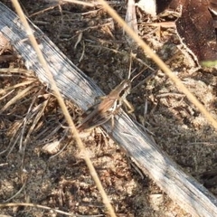 Melanoplinae