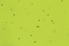 Dentipellis ohiensis