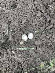 Panaeolus cyanescens