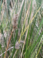 Juncus pallidus