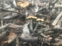 Psilocybe subaeruginosa