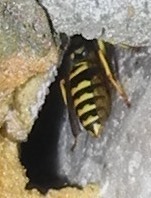 Vespula maculifrons