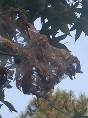 Hyphantria cunea