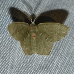 Chloropteryx tepperaria