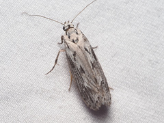 Ethmia discostrigella