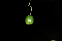 Passiflora herbertiana