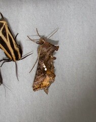 Autographa precationis