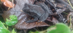 Incilius tutelarius