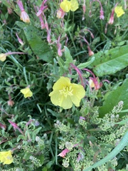 Oenothera pubescens