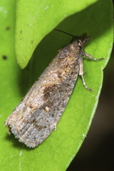 Cryptaspasma querula