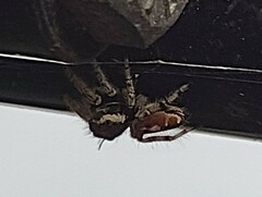 Phidippus arizonensis