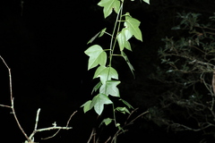 Passiflora herbertiana