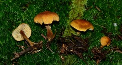 Cystoderma jasonis