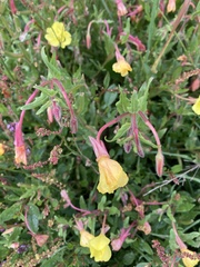 Oenothera pubescens