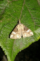 Hypena obsitalis