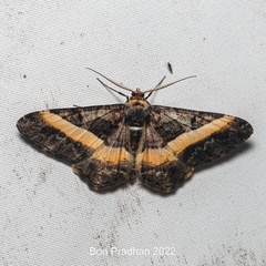 Harutalcis vialis