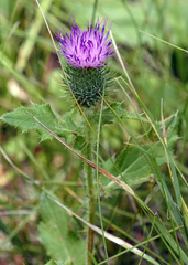 Cirsium