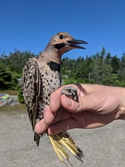 Colaptes auratus luteus