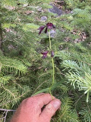 Penstemon whippleanus