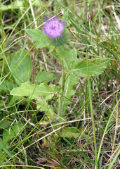 Cirsium