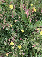 Oenothera pubescens