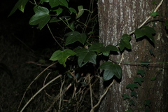Passiflora herbertiana