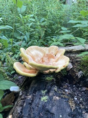 Laetiporus sulphureus