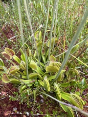 Dionaea muscipula