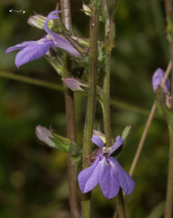 Lobelia puberula