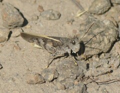 Cratypedes neglectus