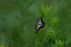 Papilio xuthus
