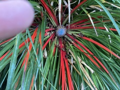 Fascicularia bicolor
