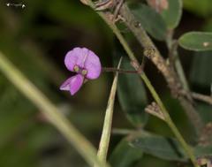 Desmodium ciliare