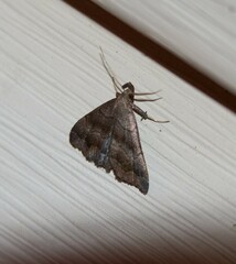 Phalaenostola larentioides