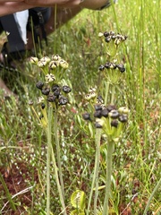 Dionaea muscipula