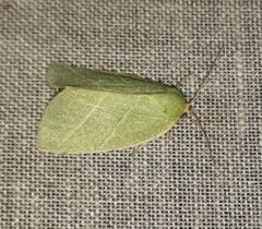 Bena bicolorana