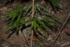 Grevillea baileyana
