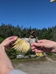 Colaptes auratus luteus