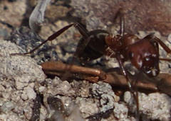 Formicinae
