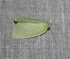 Bena bicolorana