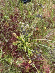 Dionaea muscipula