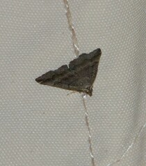 Phalaenostola larentioides