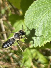 Megachile inermis