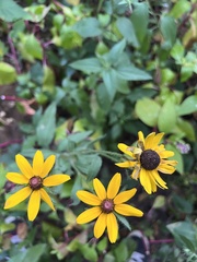 Rudbeckia fulgida