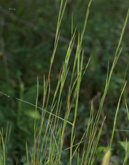Schizachyrium scoparium