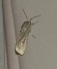 Spodoptera frugiperda