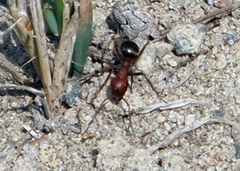 Formicinae