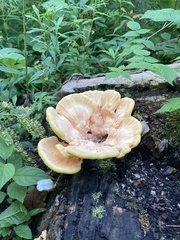 Laetiporus sulphureus