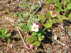 Fragaria virginiana